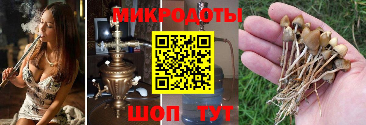 Чернушка  Псилоцибиновые грибы GOLDEN TEACHER  Вход с VPN  Псилоцибиновые грибы MAGIC MUSHROOMS 